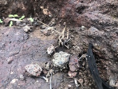 Calliptamus plebeius