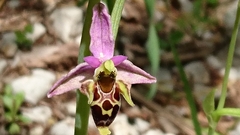 Ophrys scolopax
