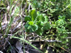 Scaevola albida