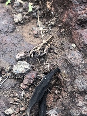 Calliptamus plebeius