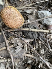 Aureoboletus innixus