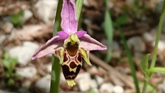 Ophrys scolopax