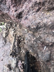 Calliptamus plebeius