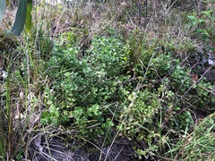 Scaevola albida
