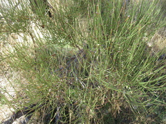 Ephedra viridis