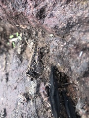 Calliptamus plebeius