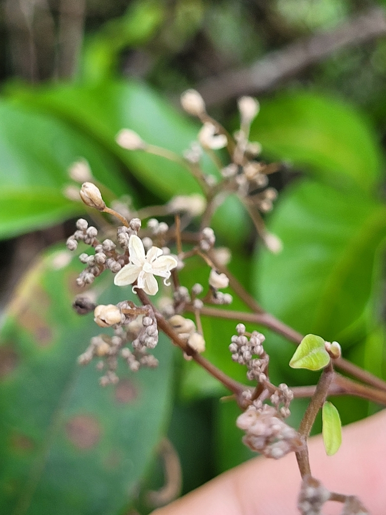 Sparattanthelium wonotoboense