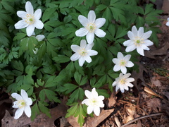 Anemonoides nemorosa