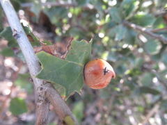 Andricus quercuscalifornicus