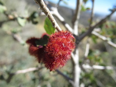 Andricus crystallinus