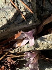 Aphyllon californicum