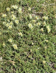 Sideritis hyssopifolia