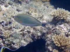 Acanthurus lineatus