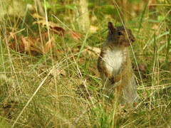 Sciurus carolinensis