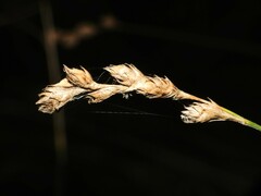 Carex bicknellii