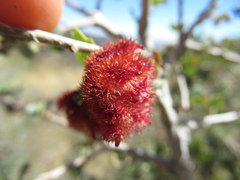 Andricus crystallinus