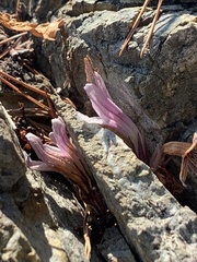 Aphyllon californicum