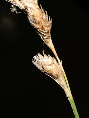 Carex bicknellii