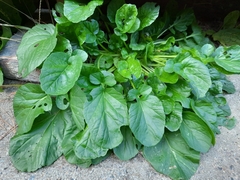 Barbarea vulgaris