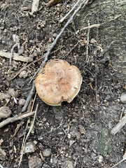 Armillaria sinapina