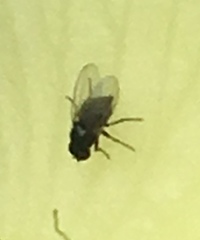 Diptera