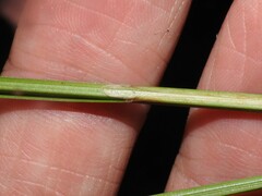Carex bicknellii
