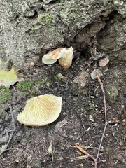Armillaria sinapina