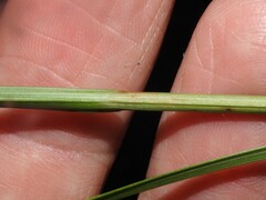 Carex bicknellii