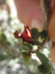 Cynips douglasii