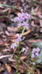 Stylidium graminifolium