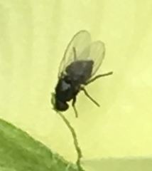 Diptera