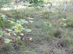Carex bicknellii