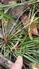 Stylidium graminifolium