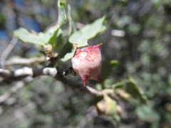 Cynips douglasii