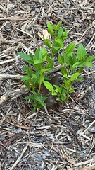 Amsonia tabernaemontana