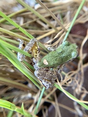 Hyla avivoca