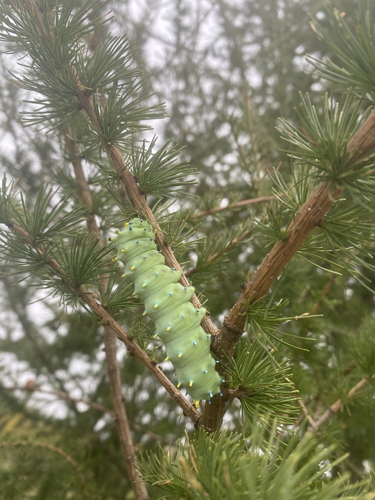 Columbia Silk Moth
