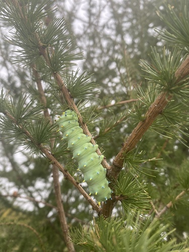 Columbia Silk Moth