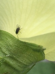 Diptera