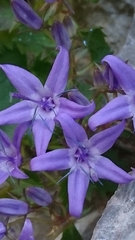 Campanula fenestrellata fenestrellata