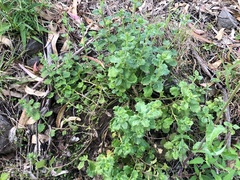 Scaevola albida