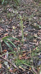 Stylidium graminifolium