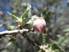 Cynips douglasii