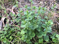 Scaevola albida