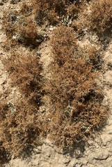 Teloschistes capensis