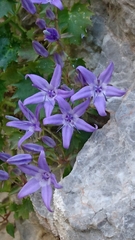 Campanula fenestrellata fenestrellata