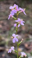 Stylidium graminifolium
