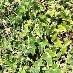 Cucumis maderaspatanus