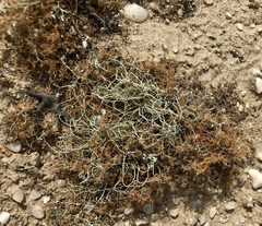 Teloschistes capensis