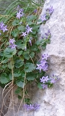 Campanula fenestrellata fenestrellata